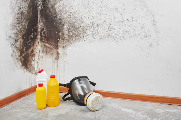 Best Mold Testing and Inspection Services in Sherwood Manor, CT
