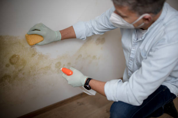Best Bathroom Mold Remediation in Sherwood Manor, CT