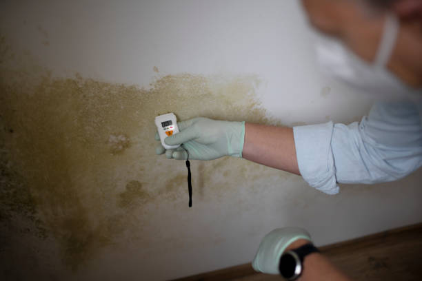 Best Emergency Mold Remediation in Sherwood Manor, CT