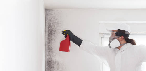 Best Black Mold Remediation in Sherwood Manor, CT